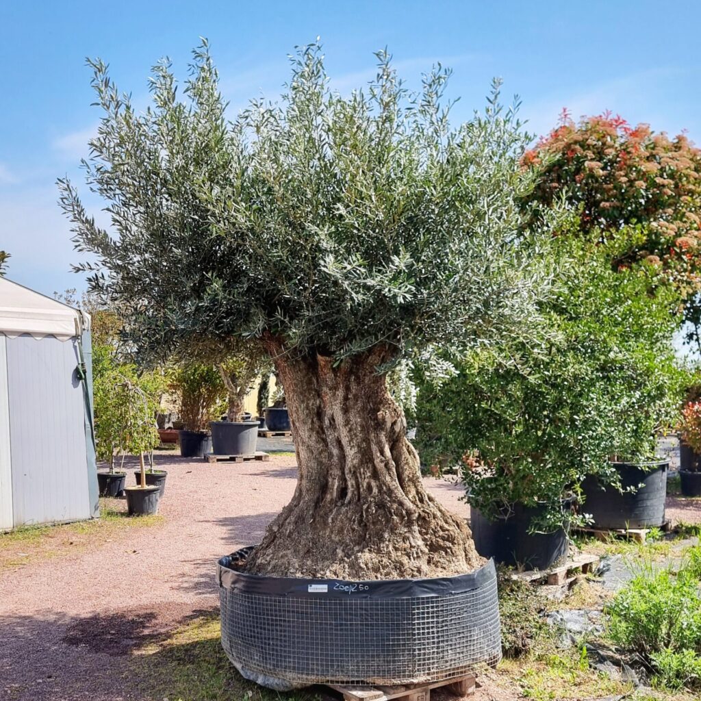 Olivenbaum 240cm Stammumfang