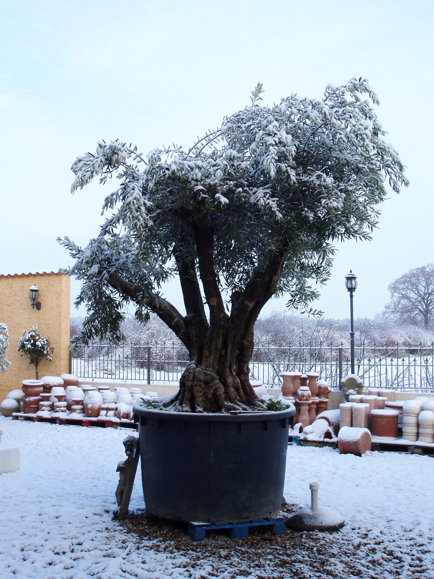 sterbender Olivenbaum