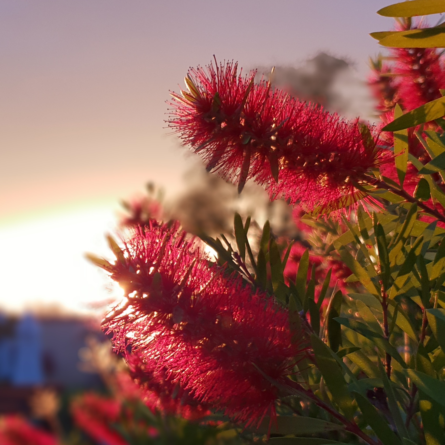 Callistemon Mediterraneum Köthen