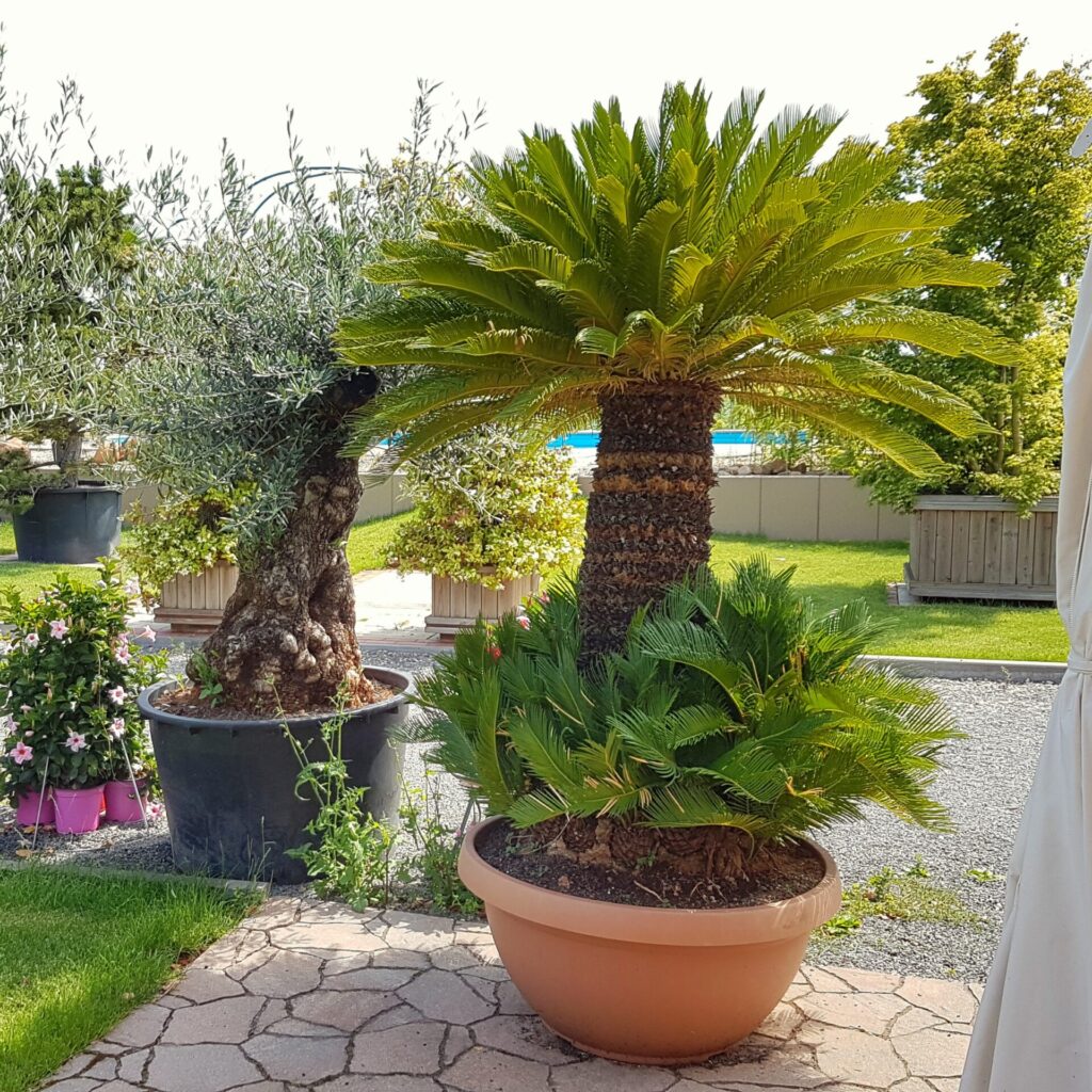 Cycas Revoluta Solitär