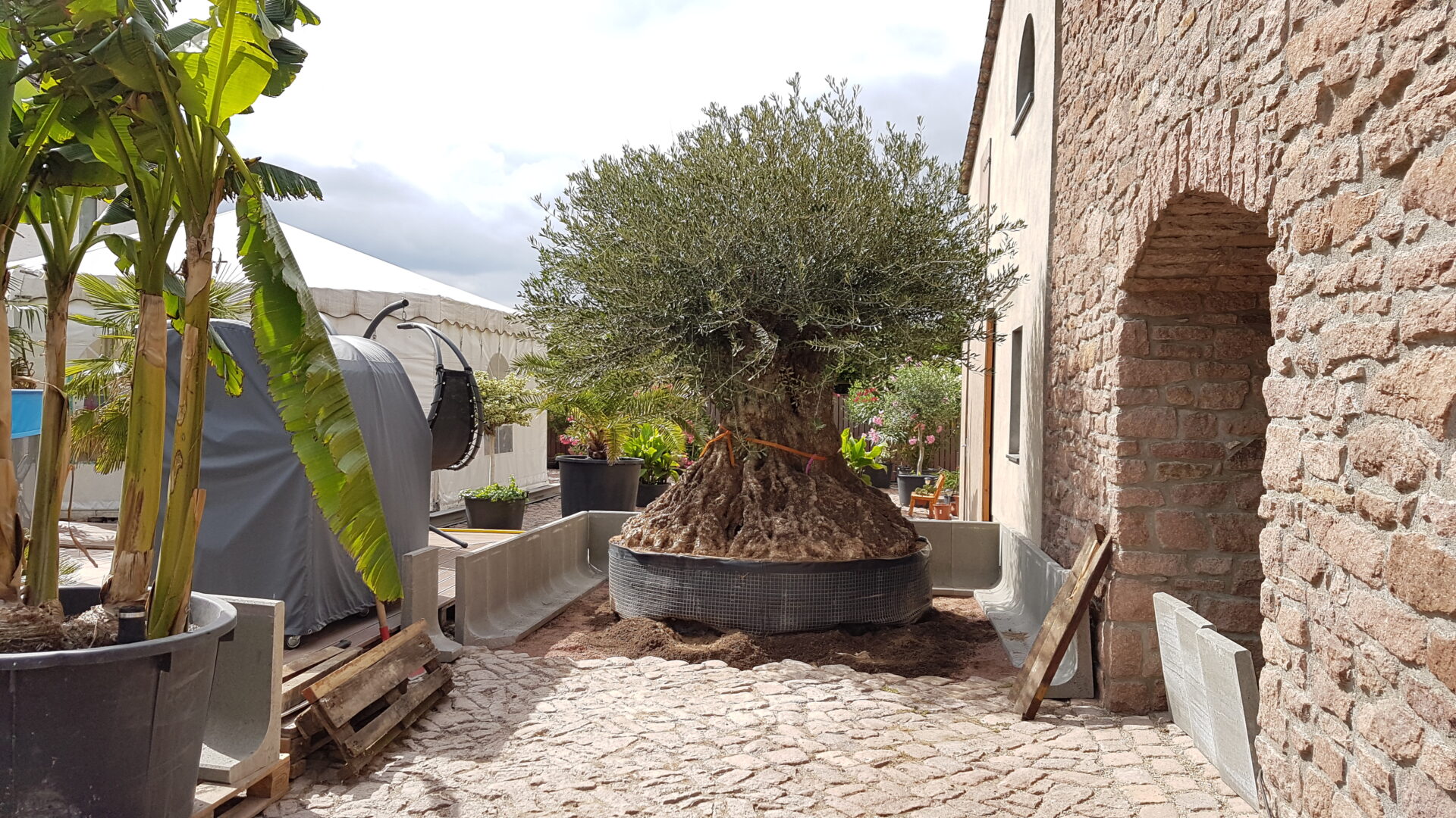 großer Olivenbaum im Garten in Deutschland