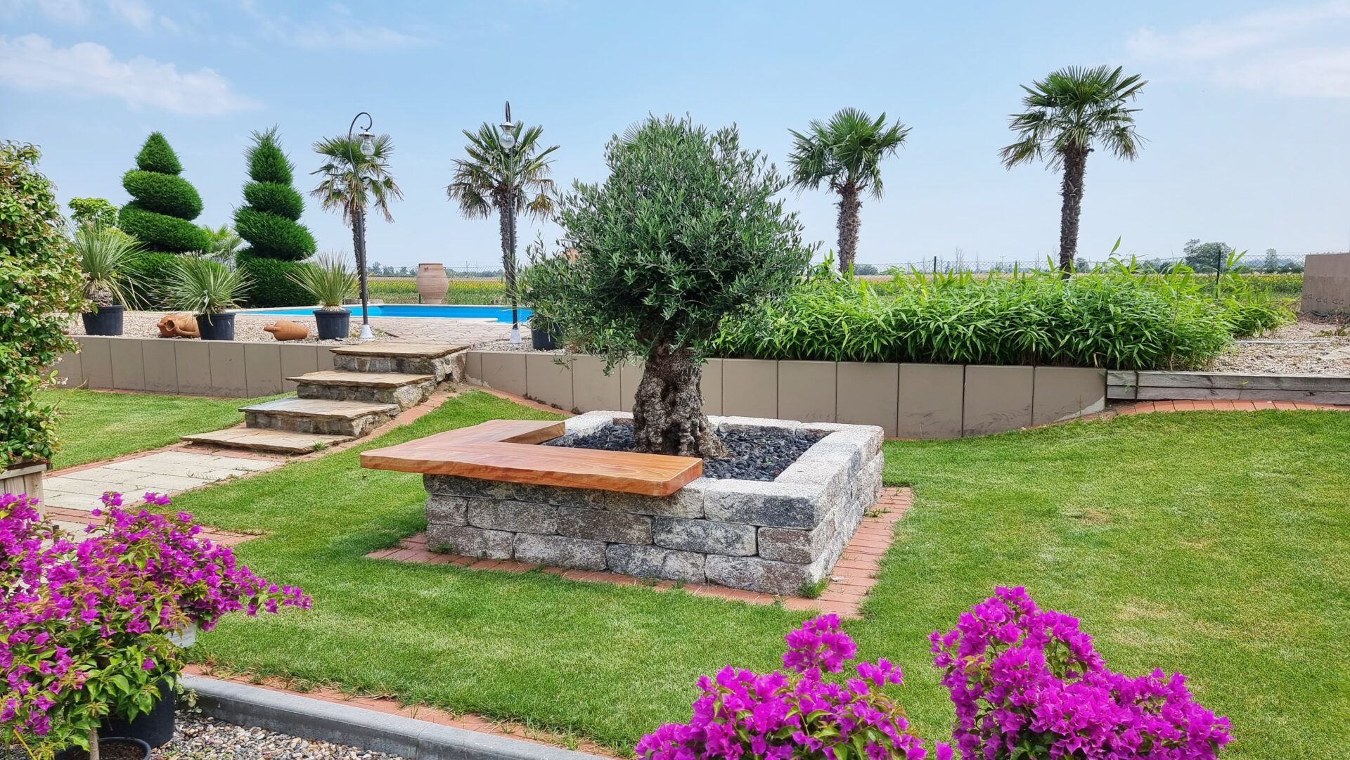 knorriger Olivenbaum im Hochbeet