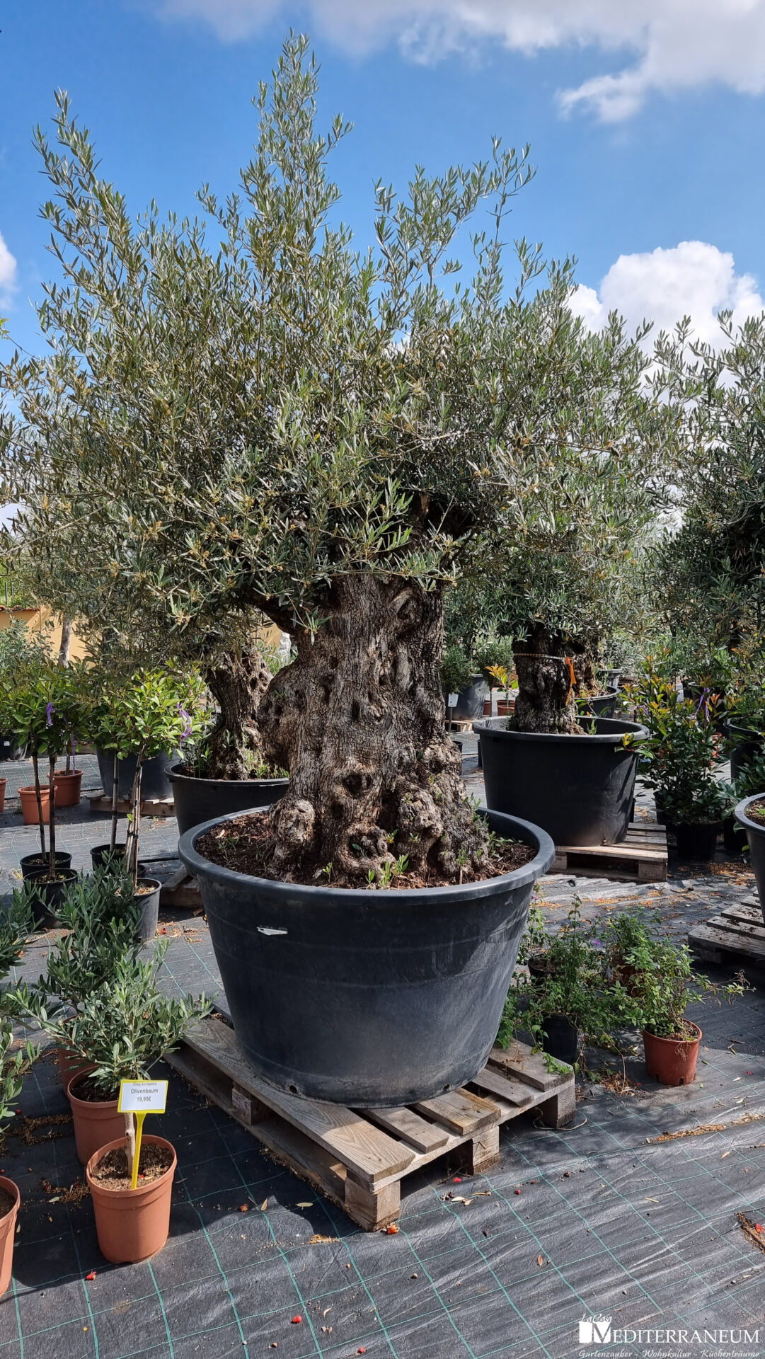 knorriger Olivenbaum im Kübel auf Terrasse Stamm 120-140cm Umfang