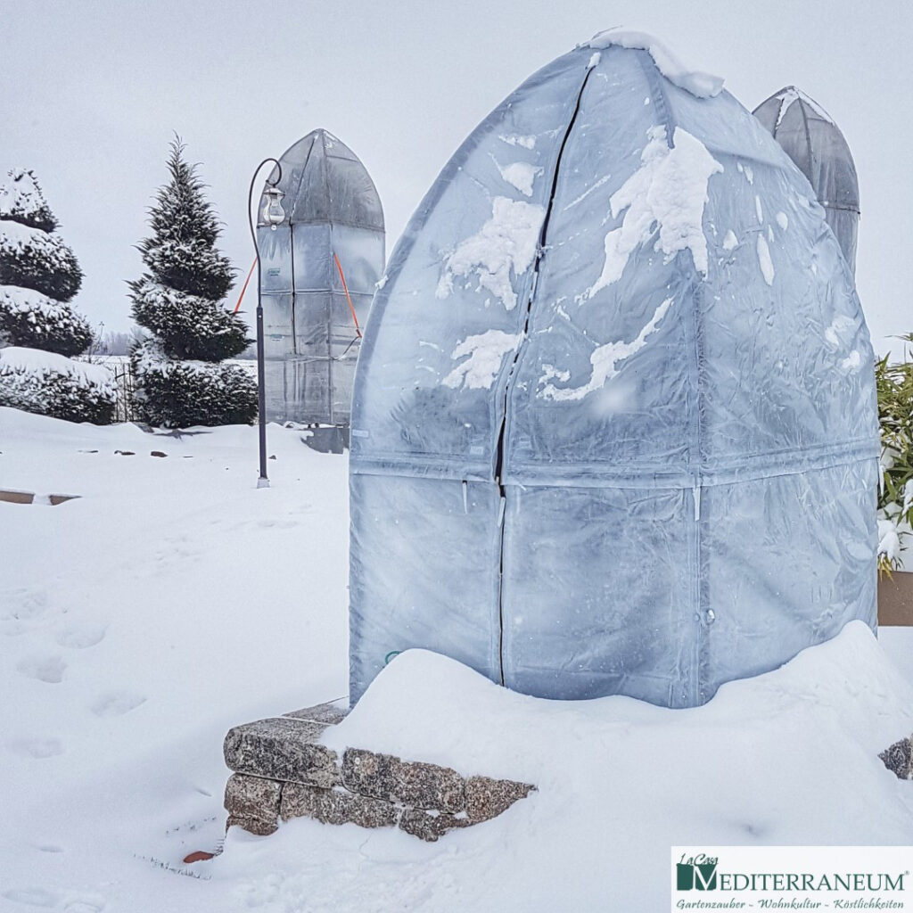 Winterschutzsystem für Olivenbaum im Garte