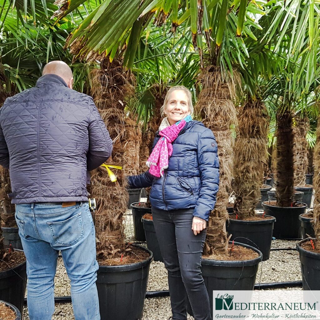 hanfpalmen Trachycarpus