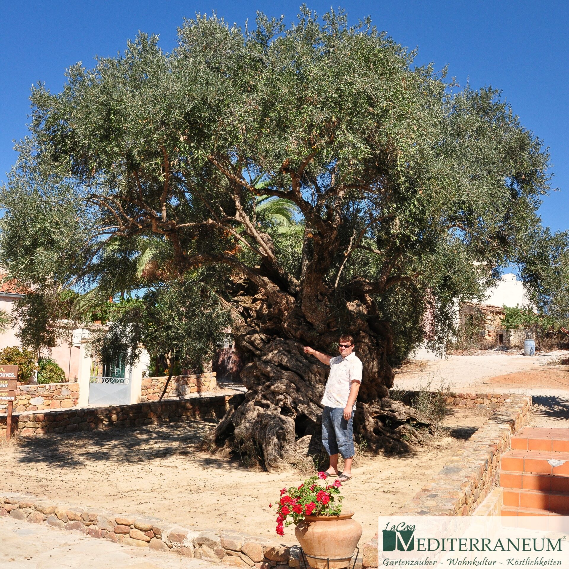 ältester Olivenbaum der Welt - Kreta Kolymbari Stefan Gradzielski