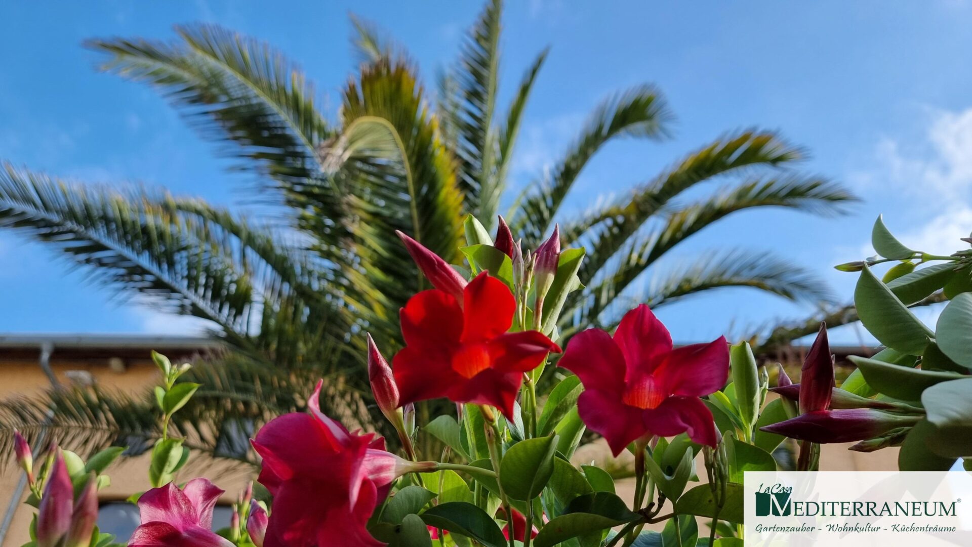 Mediterrane Pflanzen